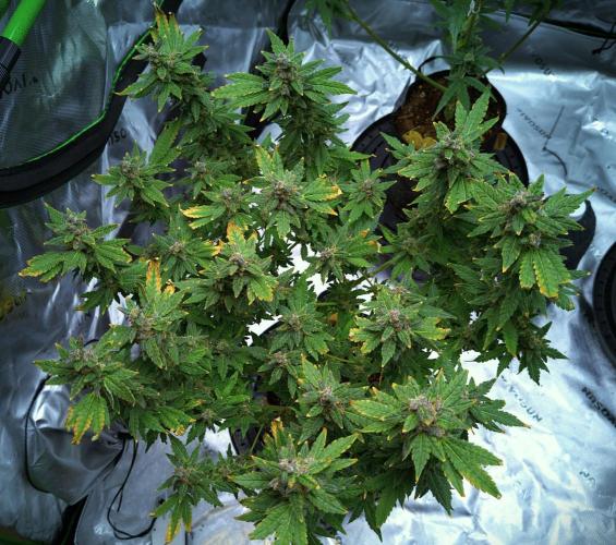 (Seed Run) Fruity Pebbles 2.0. Week 18