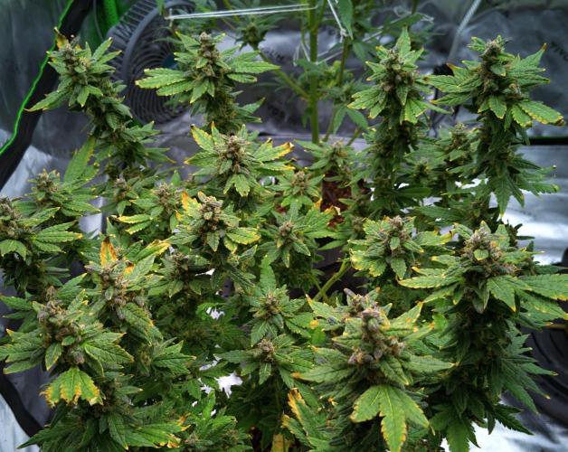 (Seed Run) Fruity Pebbles 2.0. Week 18