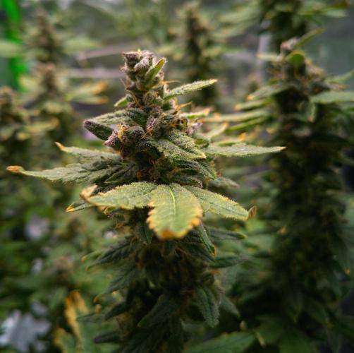 (Seed Run) Fruity Pebbles 2.0. Week 18