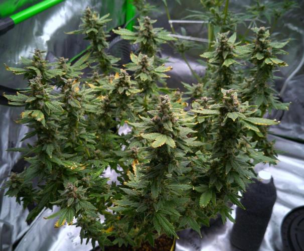 (Seed Run) Fruity Pebbles 2.0. Week 18