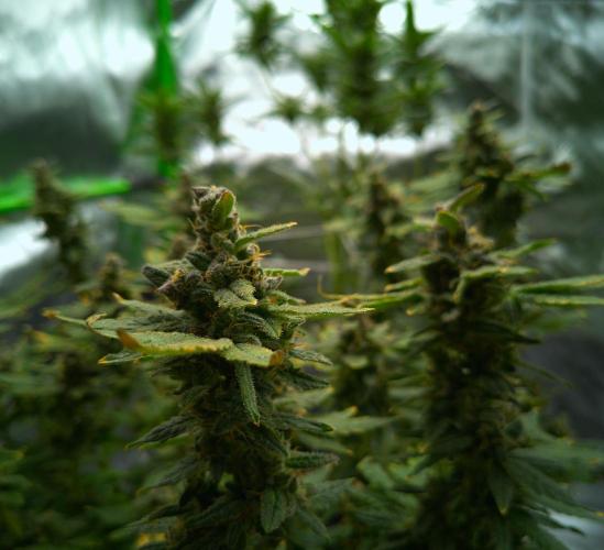 (Seed Run) Fruity Pebbles 2.0. Week 18