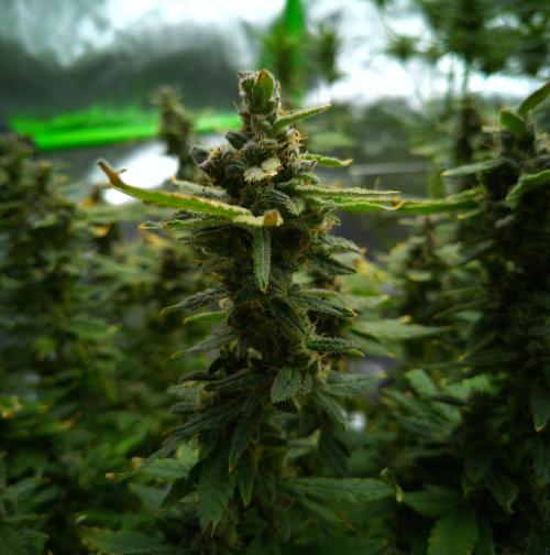 (Seed Run) Fruity Pebbles 2.0. Week 18