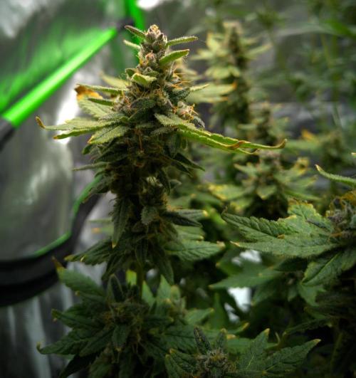 (Seed Run) Fruity Pebbles 2.0. Week 18