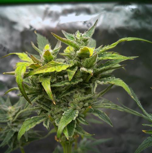 (Seed Run) Gelato X Granddaddy Purple. Week 11