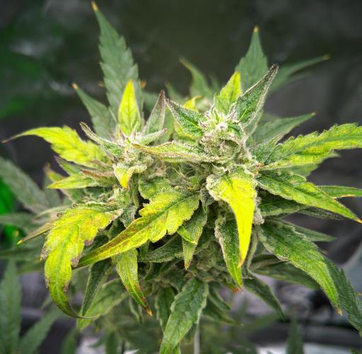 (Seed Run) Gelato X Granddaddy Purple. Week 11