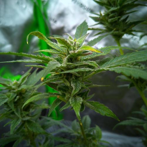 (Seed Run) Gelato X Granddaddy Purple. Week 11