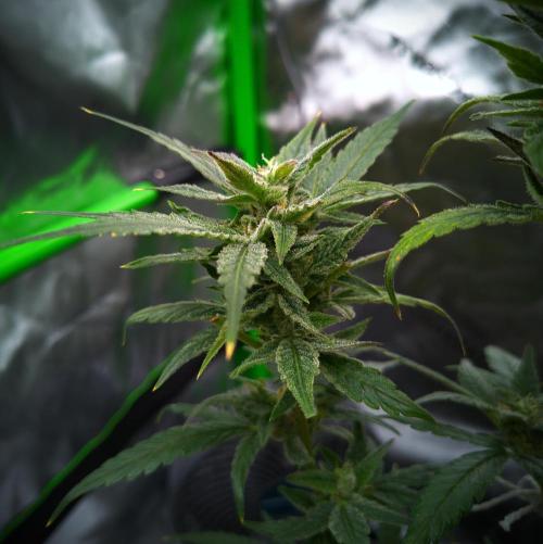 (Seed Run) Gelato X Granddaddy Purple. Week 11