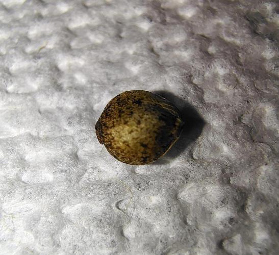 (Seed Run) Gelato X Granddaddy Purple. Week 11