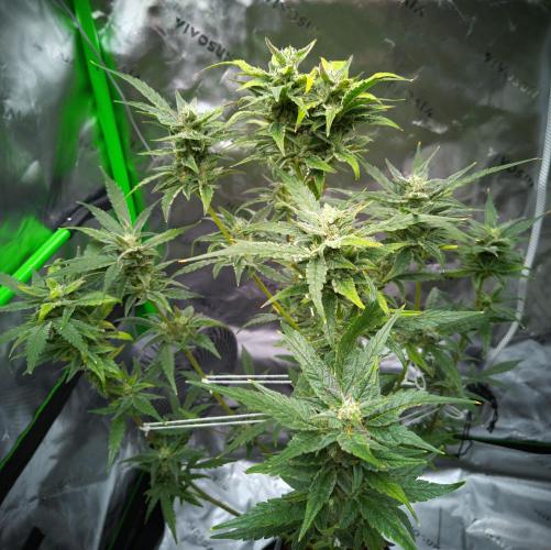 (Seed Run) Gelato X Granddaddy Purple. Week 11