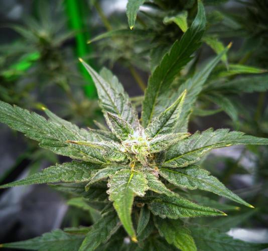 (Seed Run) Gelato X Granddaddy Purple. Week 11