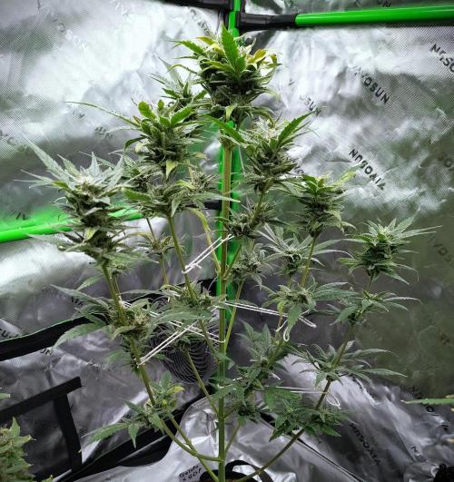 (Seed Run) Gelato X Granddaddy Purple. Week 11