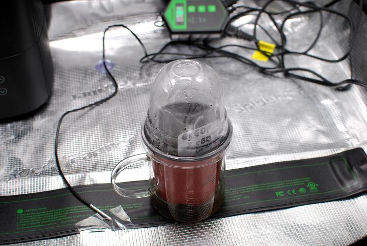 Perfumigate #1. Week 0