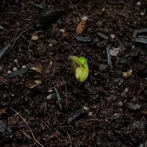 Perfumigate #1. Week 0