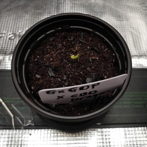 Perfumigate #1. Week 0