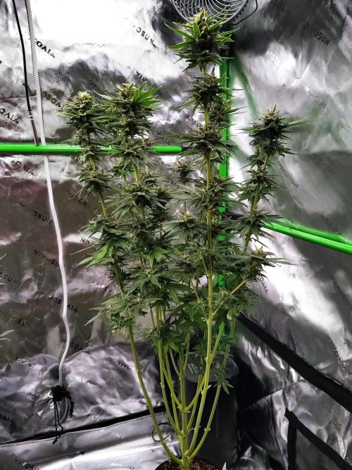 (Seed Run) Stephen Hawking Kush. Week 13