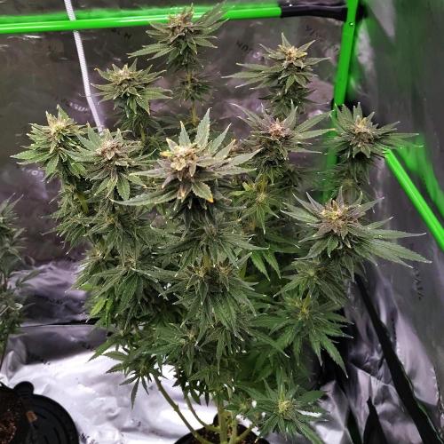 (Seed Run) Stephen Hawking Kush. Week 13