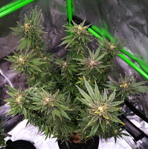 (Seed Run) Stephen Hawking Kush. Week 13