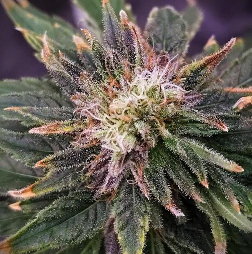 (Seed Run) Stephen Hawking Kush. Week 13