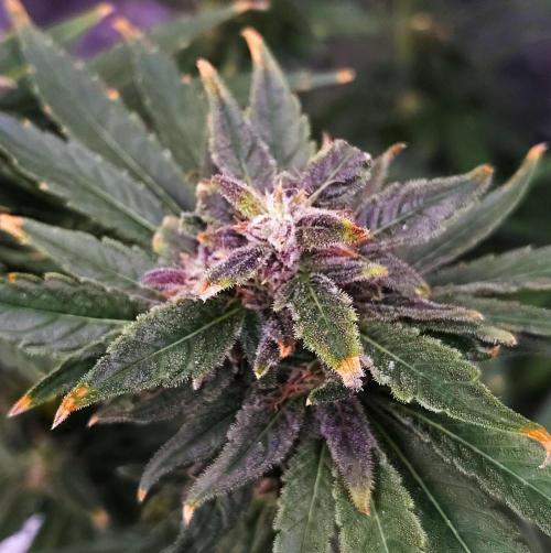 (Seed Run) Stephen Hawking Kush. Week 13