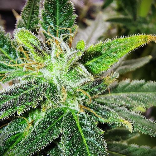 (Seed Run) Stephen Hawking Kush. Week 13