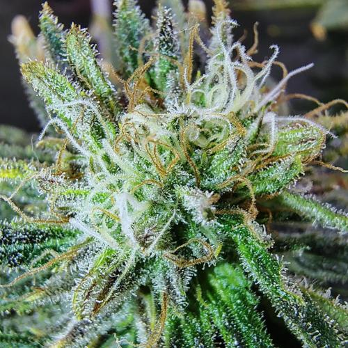 (Seed Run) Stephen Hawking Kush. Week 13