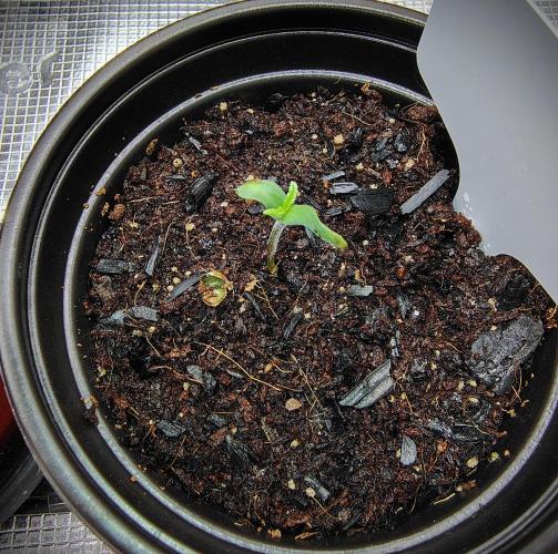 Perfumigate #1. Week 0