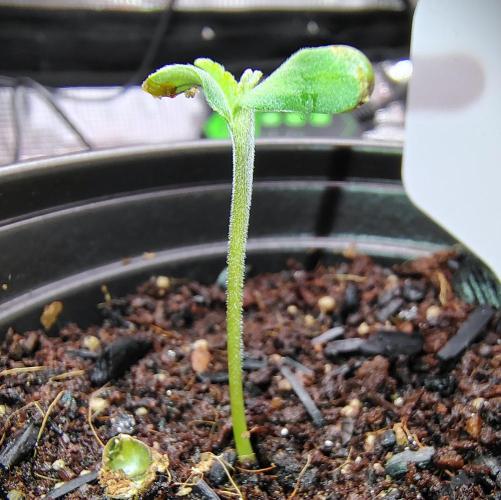 Perfumigate #1. Week 0