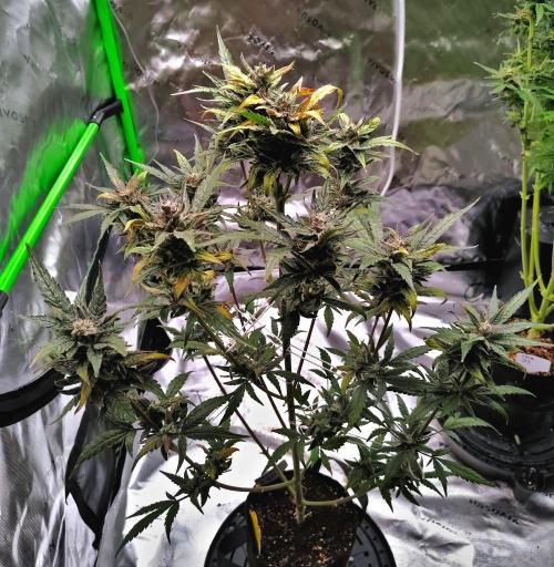 (Seed Run) Gelato X Granddaddy Purple. Week 12