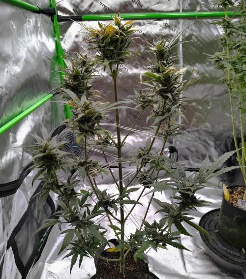 (Seed Run) Gelato X Granddaddy Purple. Week 12