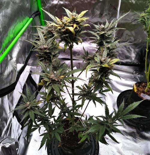 (Seed Run) Gelato X Granddaddy Purple. Week 12