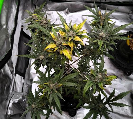 (Seed Run) Gelato X Granddaddy Purple. Week 12