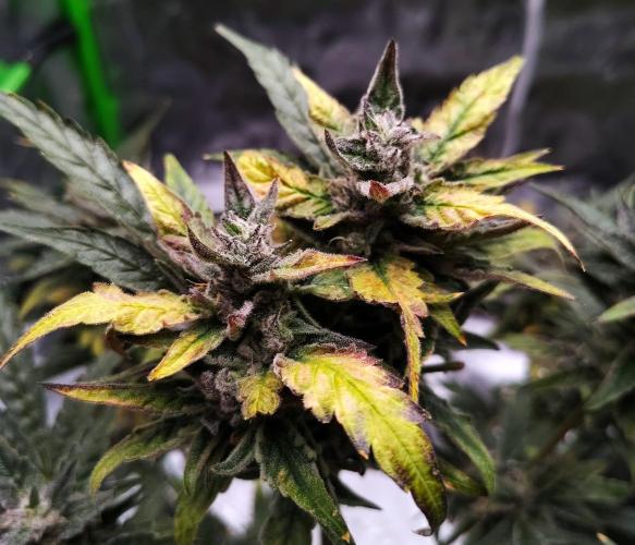 (Seed Run) Gelato X Granddaddy Purple. Week 12