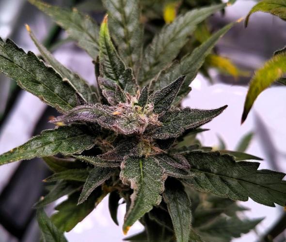 (Seed Run) Gelato X Granddaddy Purple. Week 12