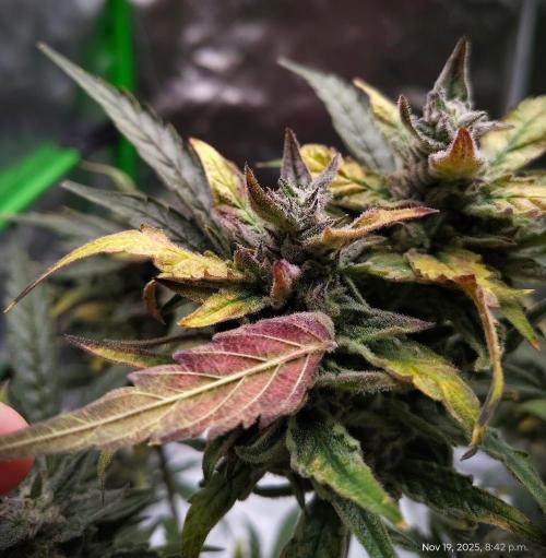 (Seed Run) Gelato X Granddaddy Purple. Week 12