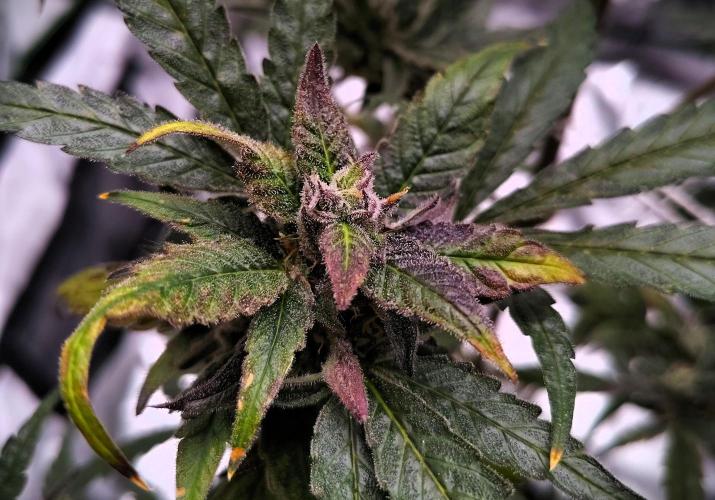 (Seed Run) Gelato X Granddaddy Purple. Week 12