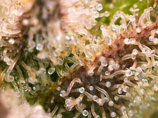 (Seed Run) Gelato X Granddaddy Purple. Week 12