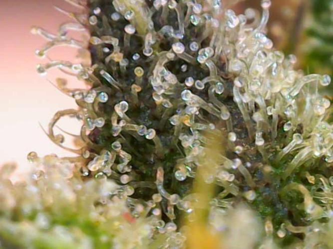 (Seed Run) Gelato X Granddaddy Purple. Week 12