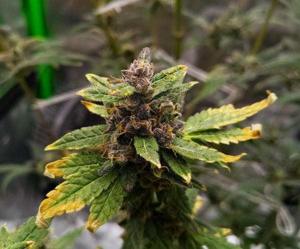 (Seed Run) Fruity Pebbles 2.0. Week 19