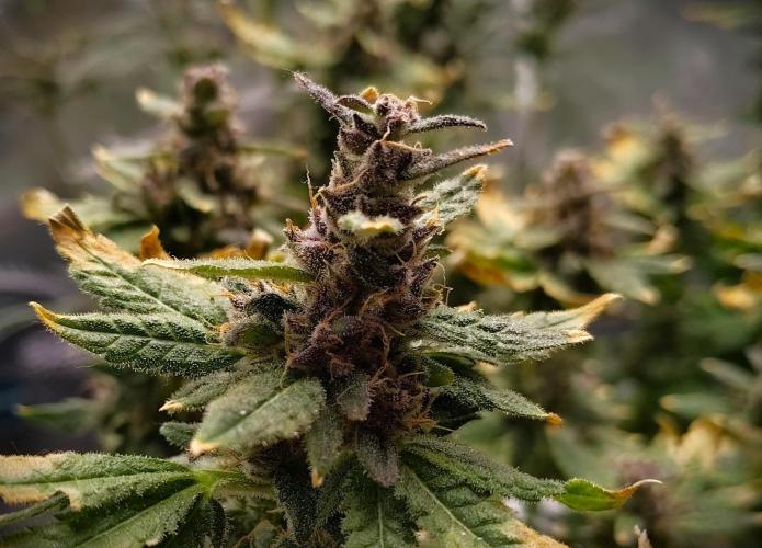 (Seed Run) Fruity Pebbles 2.0. Week 19