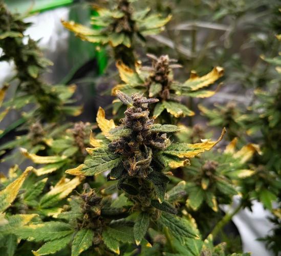 (Seed Run) Fruity Pebbles 2.0. Week 19