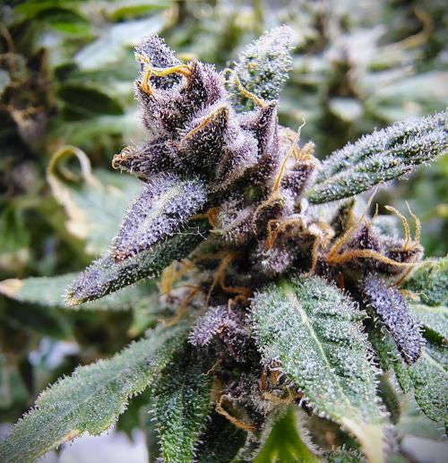 (Seed Run) Fruity Pebbles 2.0. Week 19