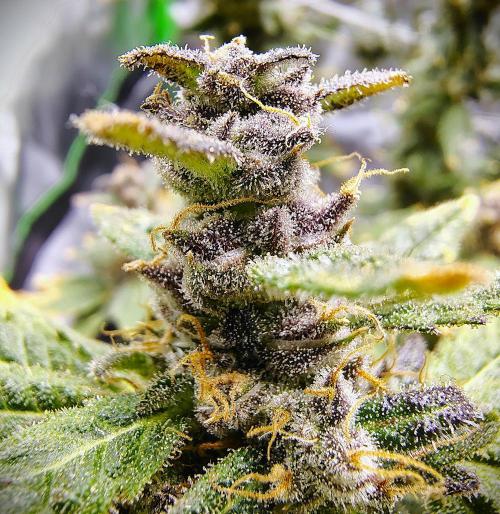 (Seed Run) Fruity Pebbles 2.0. Week 19