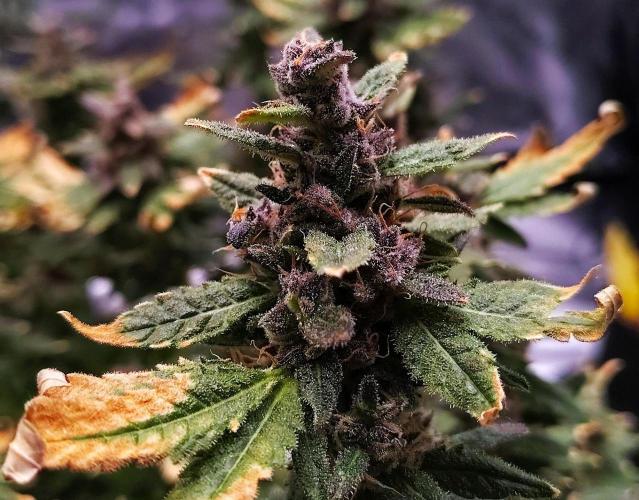 (Seed Run) Fruity Pebbles 2.0. Week 19