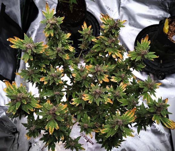 (Seed Run) Fruity Pebbles 2.0. Week 19