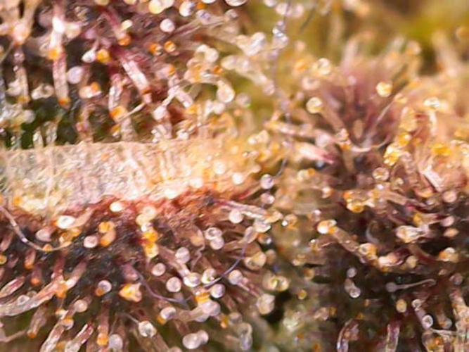 (Seed Run) Fruity Pebbles 2.0. Week 19