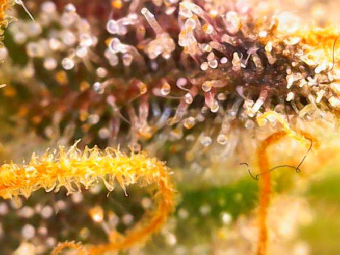 (Seed Run) Fruity Pebbles 2.0. Week 19