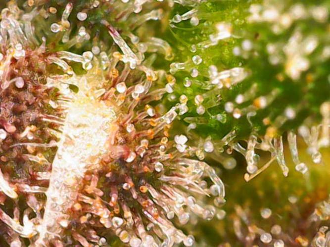 (Seed Run) Fruity Pebbles 2.0. Week 19