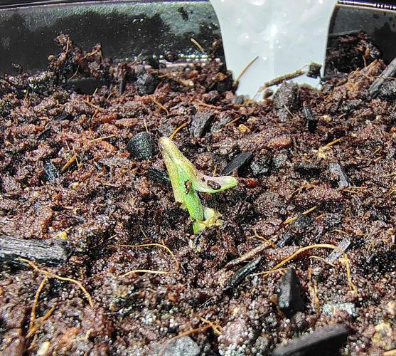 Happy Wheels #1. Week 0