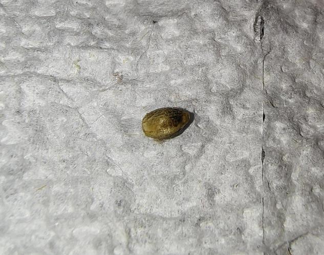 Happy Wheels #1. Week 0