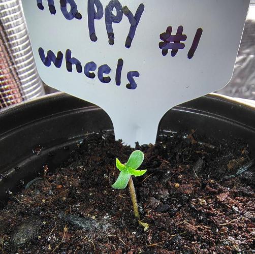 Happy Wheels #1. Week 0